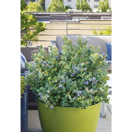 1 Gal. Peach Sorbet Blueberry Plant (2-Pack)