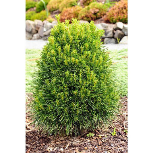 1 Gal. Evergreen Scotch Pine Tree That is Hardy and Adaptable to Nearly All Climates